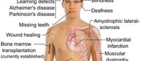 Stem cell nutrition: the way forward?