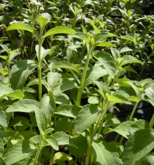 Stevia plant uses