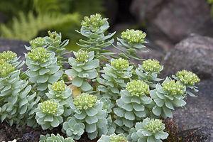 Stress management with Rhodiola Rosea