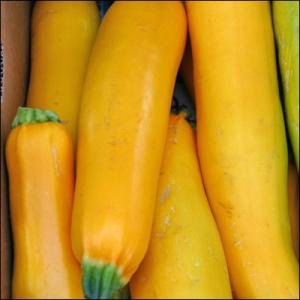 Summer squash nutrition
