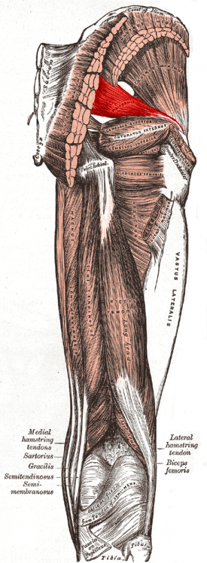 Symptoms, causes and treatments for piriformis syndrome