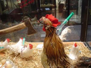 Symptoms of bird flu