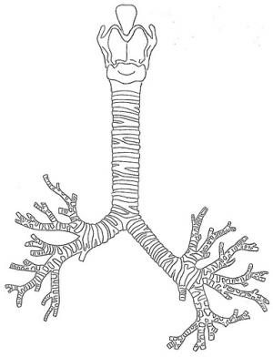 Symptoms of bronchitis