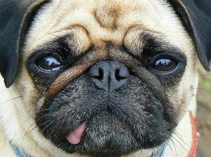 Symptoms of fits in dogs