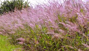 Symptoms of hay fever