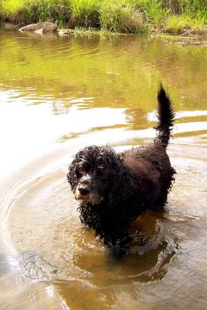 Symptoms of kidney failure in dogs