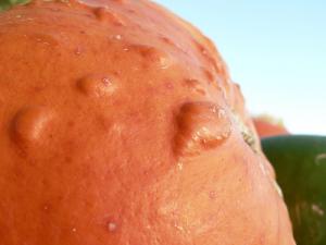 Symptoms of verruca