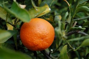 Tangerine calories facts