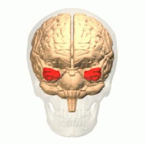 Temporal lobe epilepsy: HRT and epilepsy