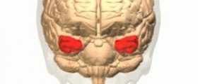Temporal lobe epilepsy: HRT and epilepsy