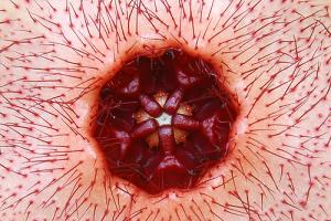 The hoodia patch: Better than capsules?