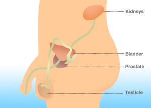 The prostate aging problem and prostate cancer prevention