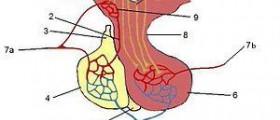 Therapy for cushing's disease