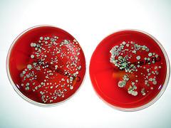 Therapy for mrsa