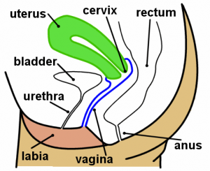 Thickening of the uterus | General center | SteadyHealth.com