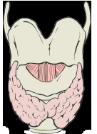 Thyroid gland function