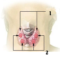 Thyroid stimulating hormone - TSH blood test