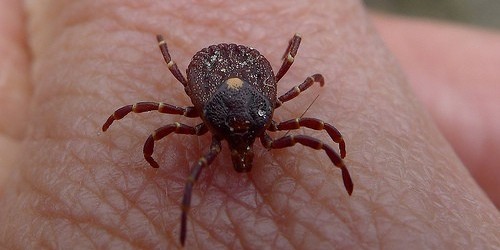 Ticks: What You Should Know About Lyme Disease
