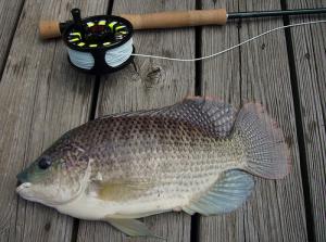 Tilapia bad for heart