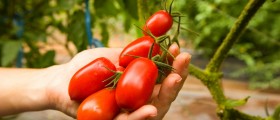 Artificially Ripening Produce: Why Is It A Problem?