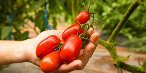 Artificially Ripening Produce: Why Is It A Problem?