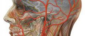 Ultrasound for carotid arteries