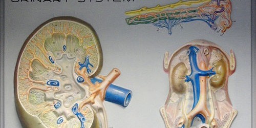 Interstitial Cystitis: Diagnosis & treatment