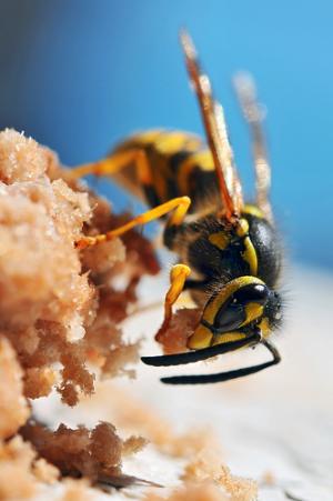 Wasp sting swelling