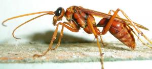 Wasp sting treatment