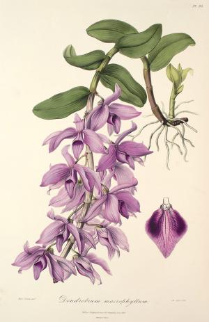 What are anosmia causes