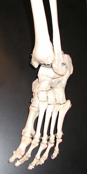 What are foot bones