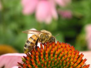 What are the benefits of echinacea