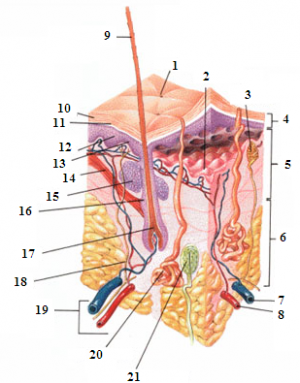 What are the types of skin?