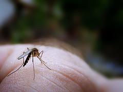 What attracts mosquitoes
