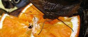 What do butterflies eat