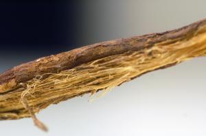 What is licorice root
