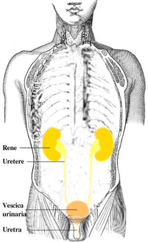 Problems related to recurrent urinary tract infections