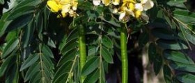 What is senna leaf