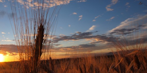 The best possible diet plans for patients with Celiac Disease