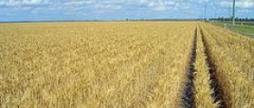 Wheat germ benefits