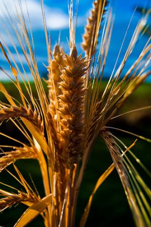 Wheat intolerance symptoms