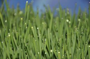 Wheatgrass health benefits