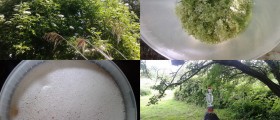 How To Make Your Own Elder Flower Wine