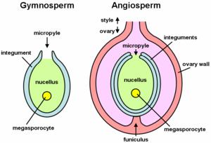 Your menstrual cycle and fertility