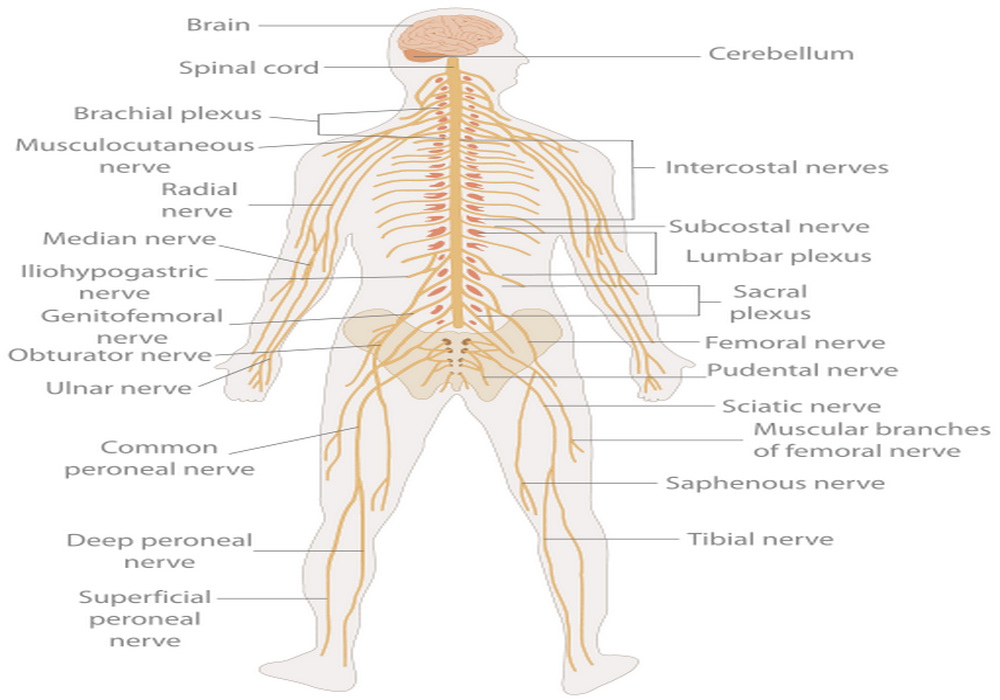 The Brain: From Top To Bottom | Nervous System Disorders and Diseases ...