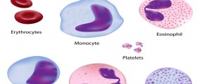 Functions And Roles Of Blood Elements - Key Facts